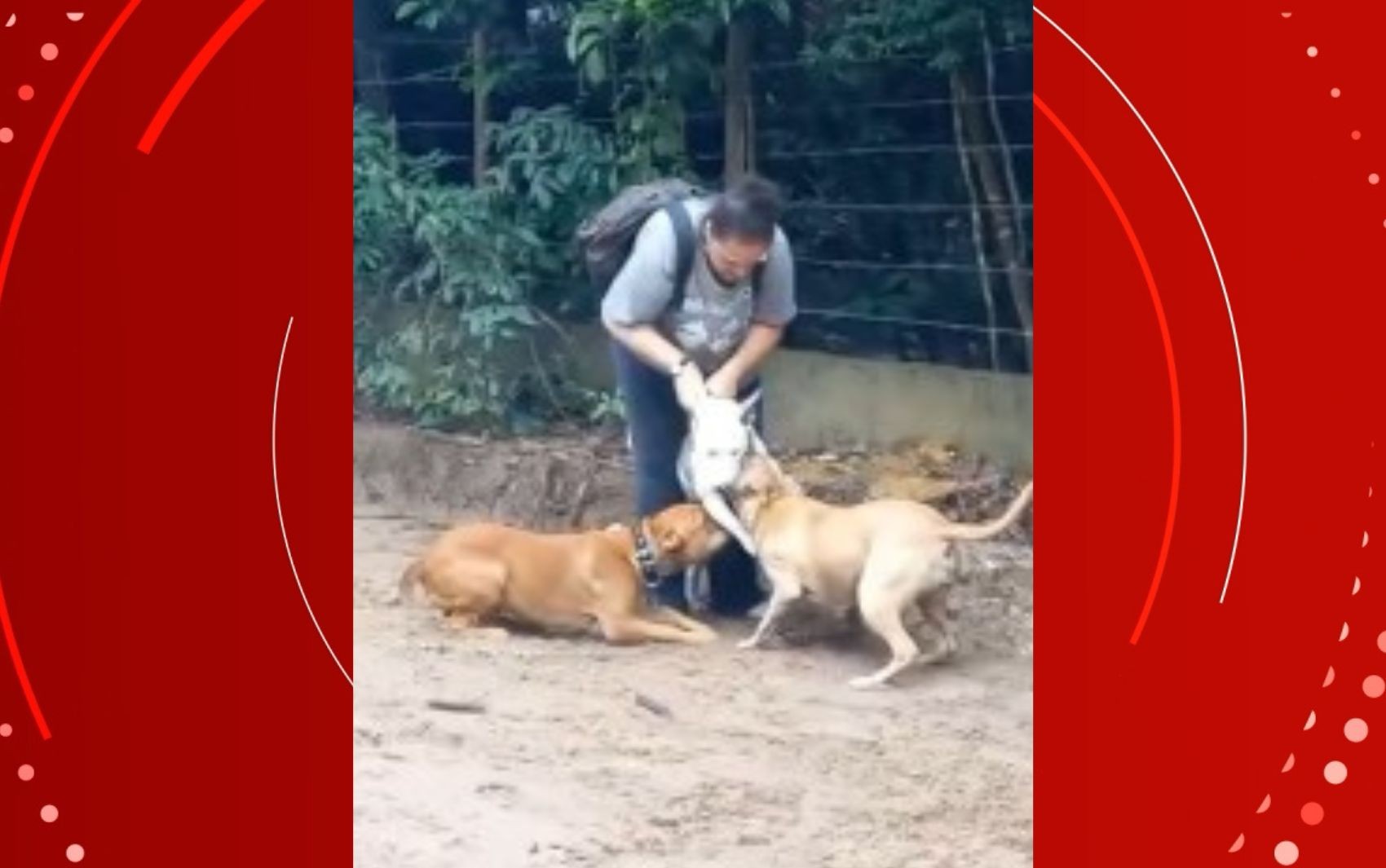 VÍDEO: cachorro e tutora são atacados por pit bulls em destino turístico da Bahia