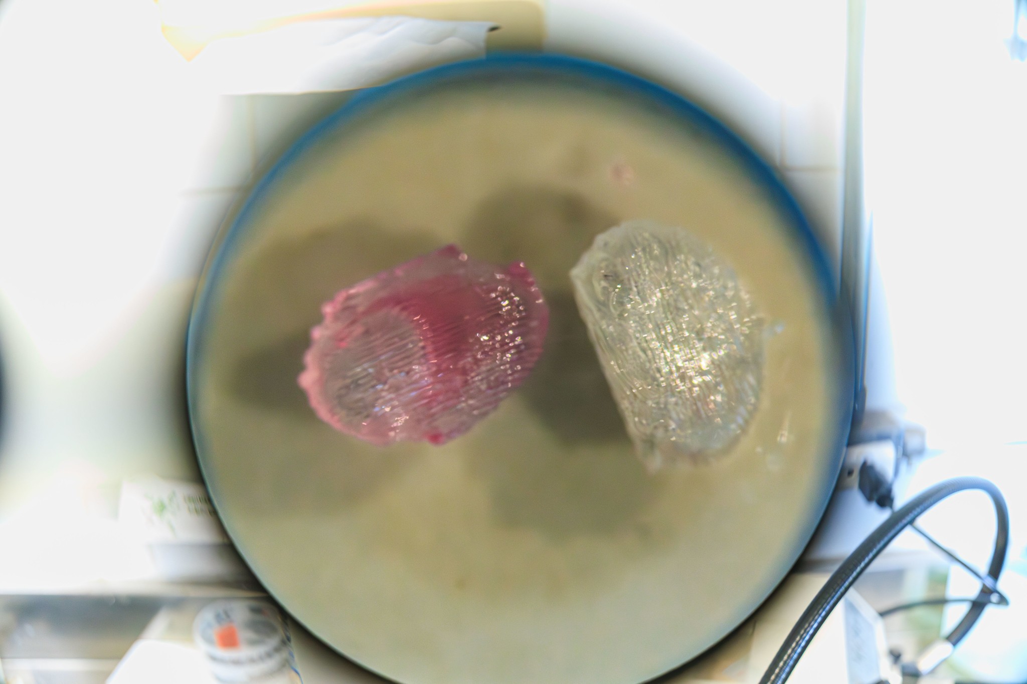 Dispositivo 3D da Unicamp recria ambiente da medula óssea e abre caminho para novos testes de remédios