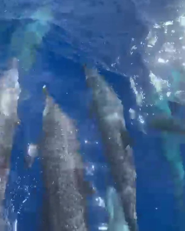 Golfinhos-pintados são registrados em Fernando de Noronha; veja vídeo