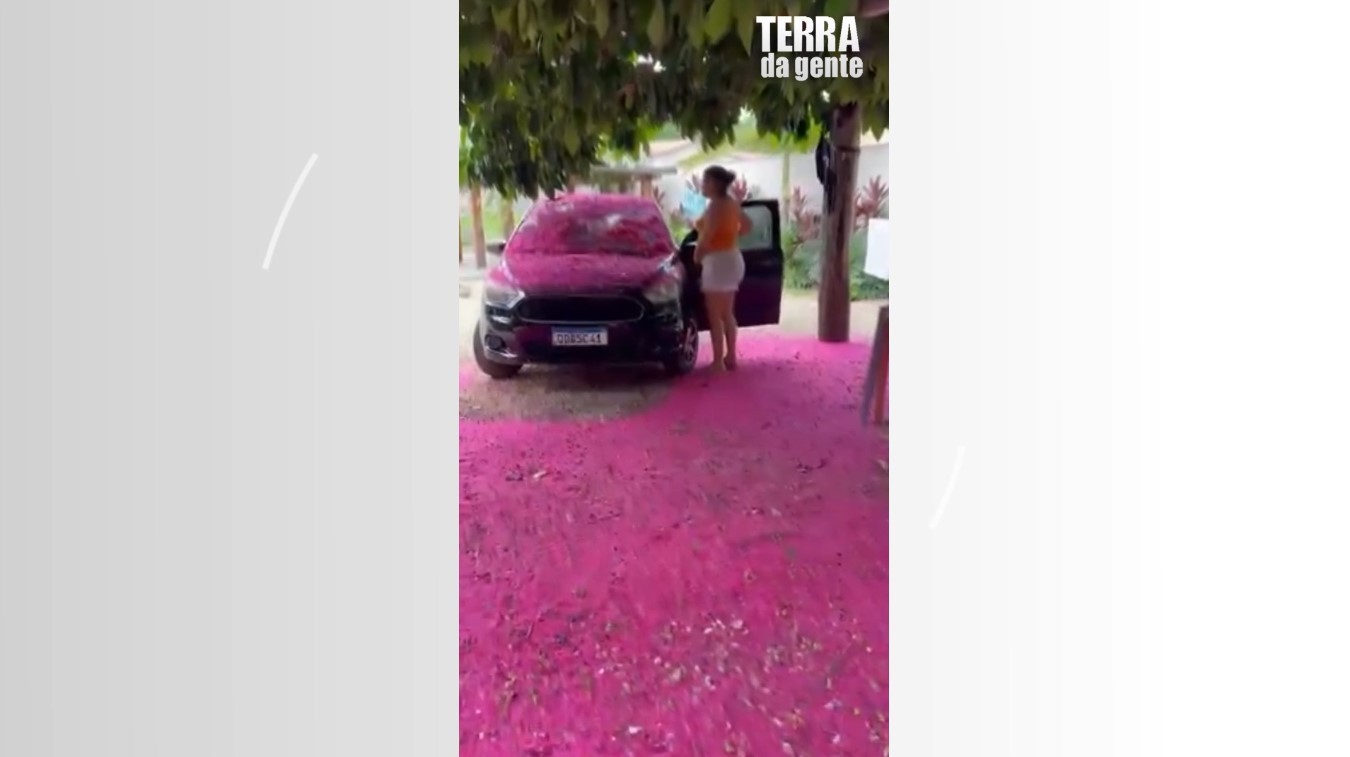 Conheça o jambo, fruto que perfuma quintais e floresce em 'tapetes' cor-de-rosa