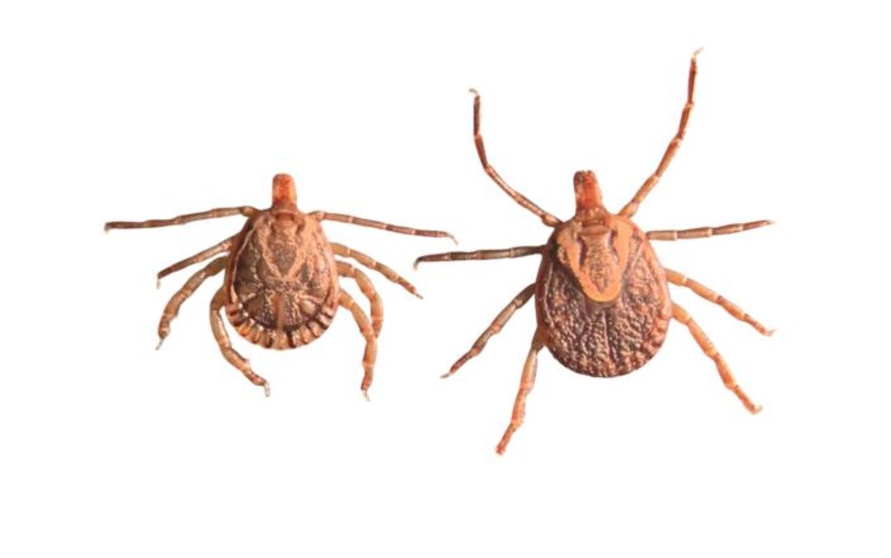 Casal de carrapato-estrela encontrado em Goiânia — Foto: Arquivo pessoal/Felipe Krawczak