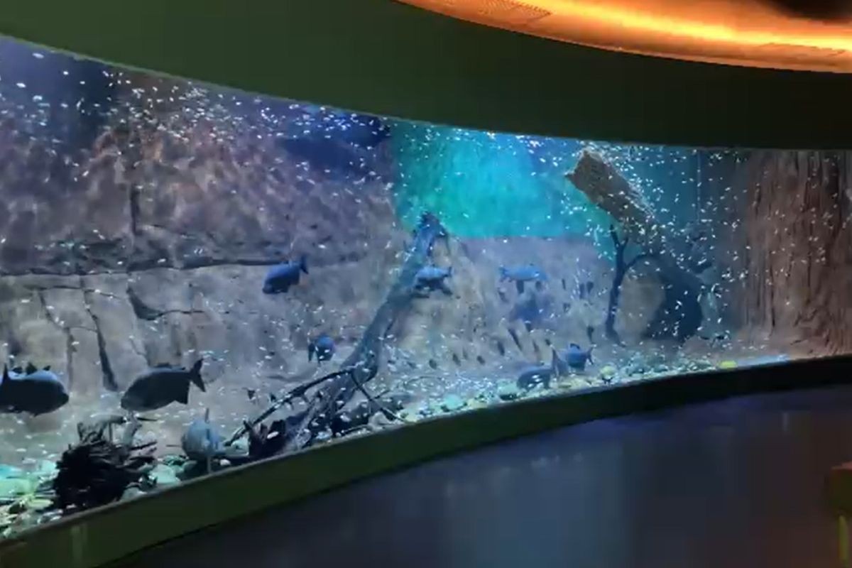 Pirarucu 'Fujona' vai morar em tanque de predadores gigantes no maior aquário de agua doce do mundo