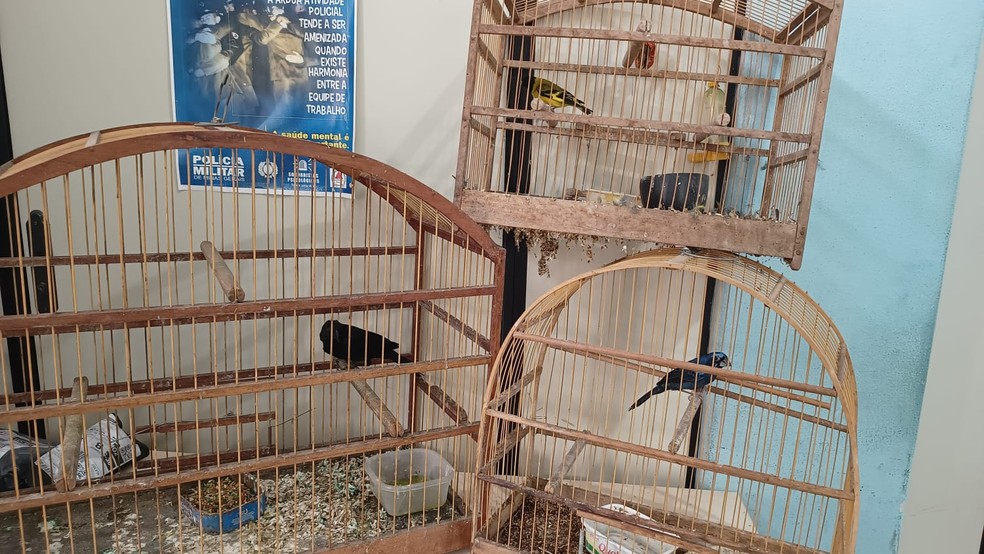 Pássaros silvestres mantidos em cativeiro foram resgatados pela Polícia Militar de Meio Ambiente — Foto: PMMA/Divulgação