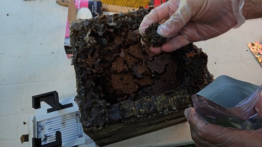 Própolis de abelha amazônica cura feridas mais rápido, diz estudo - Estudo da Embrapa e UFPA identifica potencial cicatrizante e anti-inflamatório em própolis de abelha-canudo criada em cultivos de açaí.