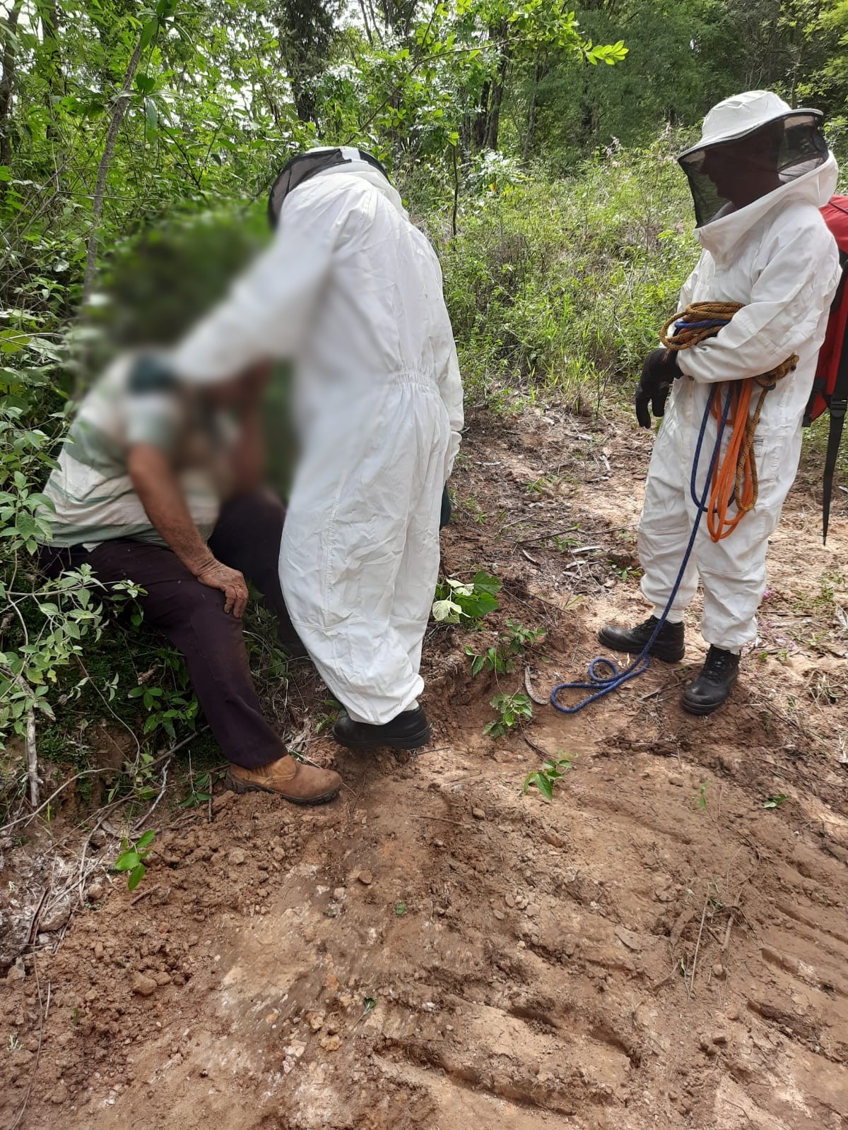 Homens são atacados por abelhas-europeias em Quintana