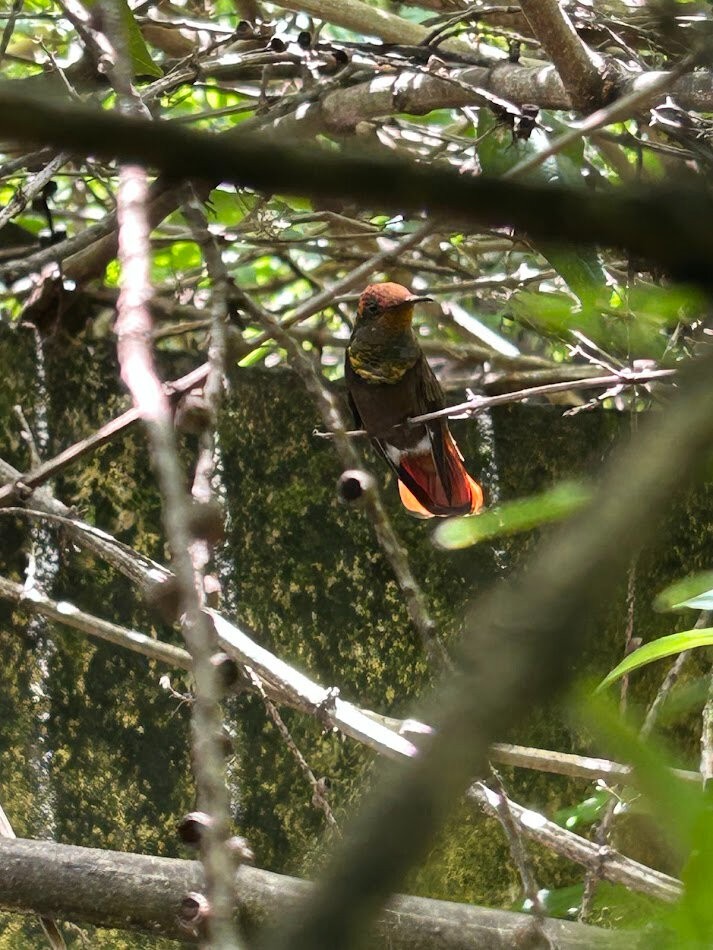 Comum no Nordeste, beija-flor-vermelho é flagrado em quintal em São Carlos, SP