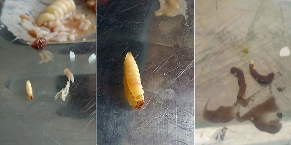 Estudantes da Universidade Federal do Maranhão (UFMA) denunciaram a presença de larvas em uma feijoada servida no Restaurante Universitário (RU) — Foto: Reprodução/TV Mirante