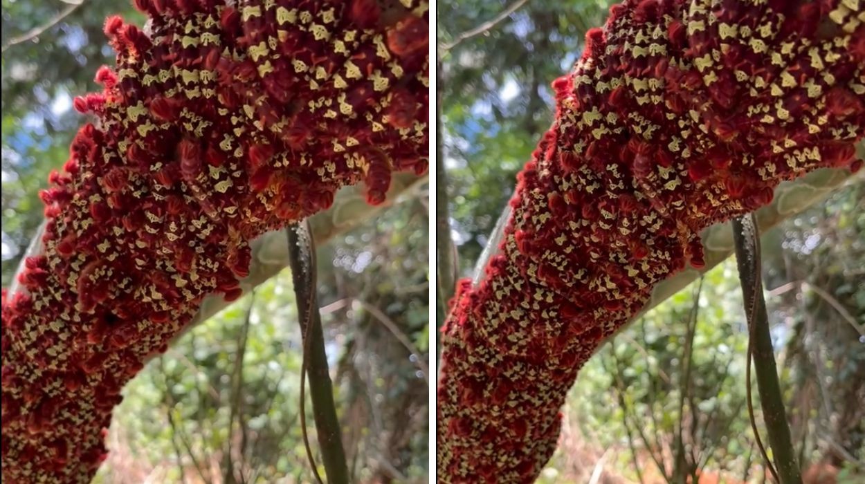VÍDEO: Lagartas se unem e reagem em grupo para se defender; entenda o comportamento