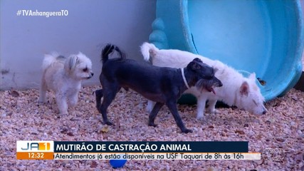 Mutirão de castração de animais deve atender cerca de 5 mil animais