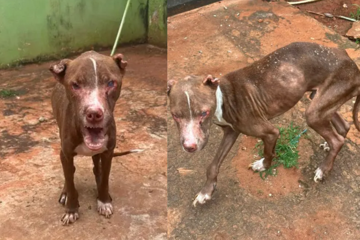 Pitbull de traficante preso é resgatado com sinais de maus-tratos em Campo Grande