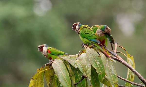 Periquito-cara-suja em vida livre — Foto: crisrappa / iNaturalist