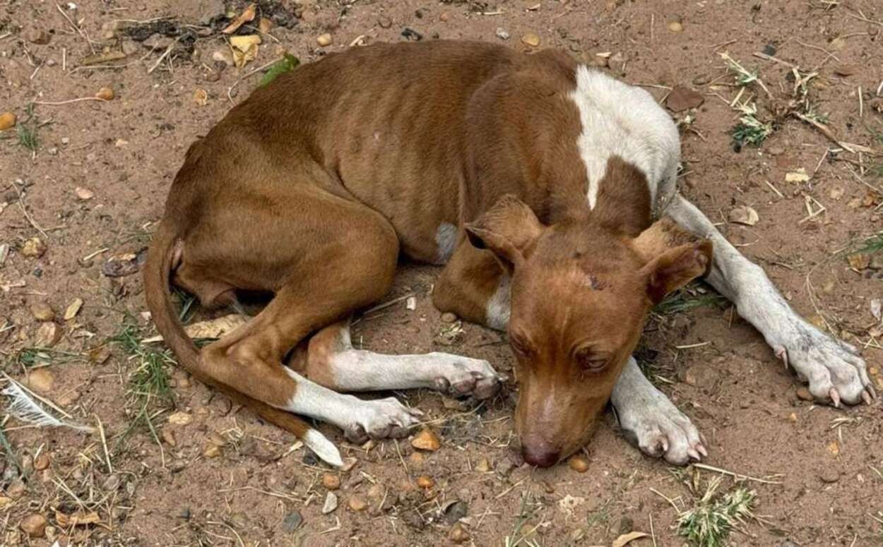 Mulher é presa por maus-tratos a mais de 50 animais em sítio em Pirassununga