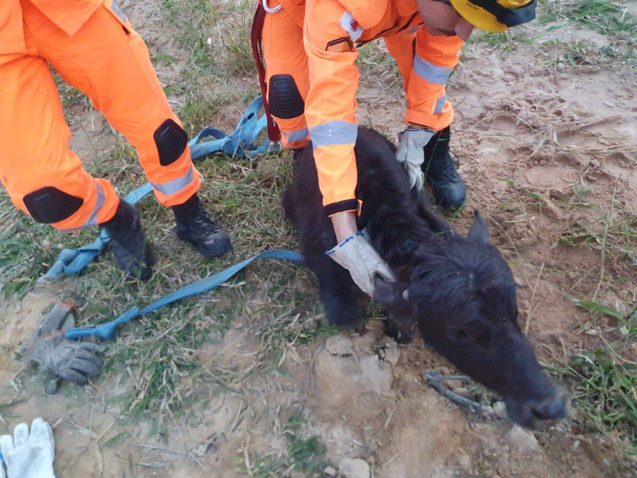 Filhotes de búfalo caem em ribanceira de 15 metros e são resgatados em Formiga