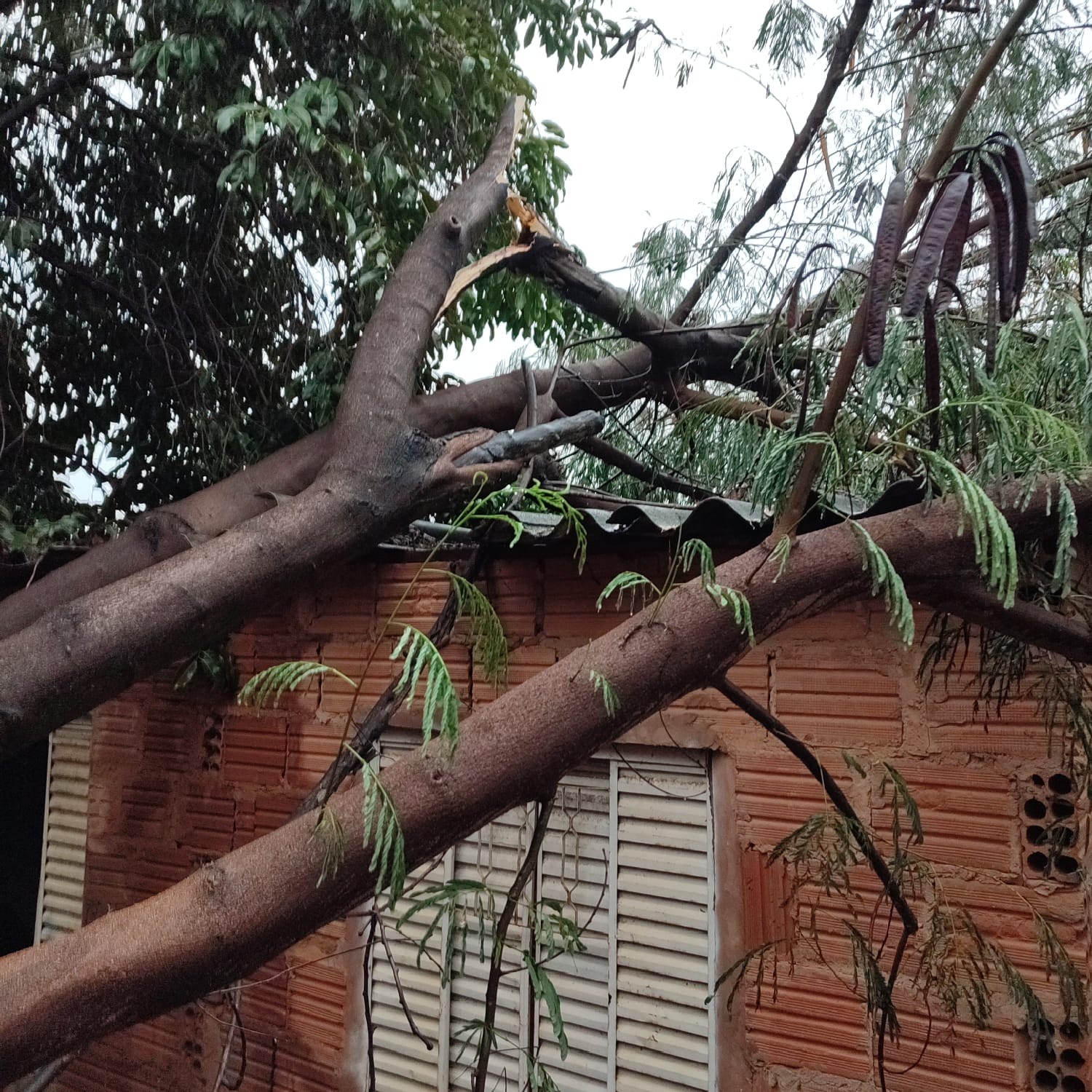 Casas são danificadas, carro é atingido e ruas de Montes Claros têm trânsito afetado por queda de árvores