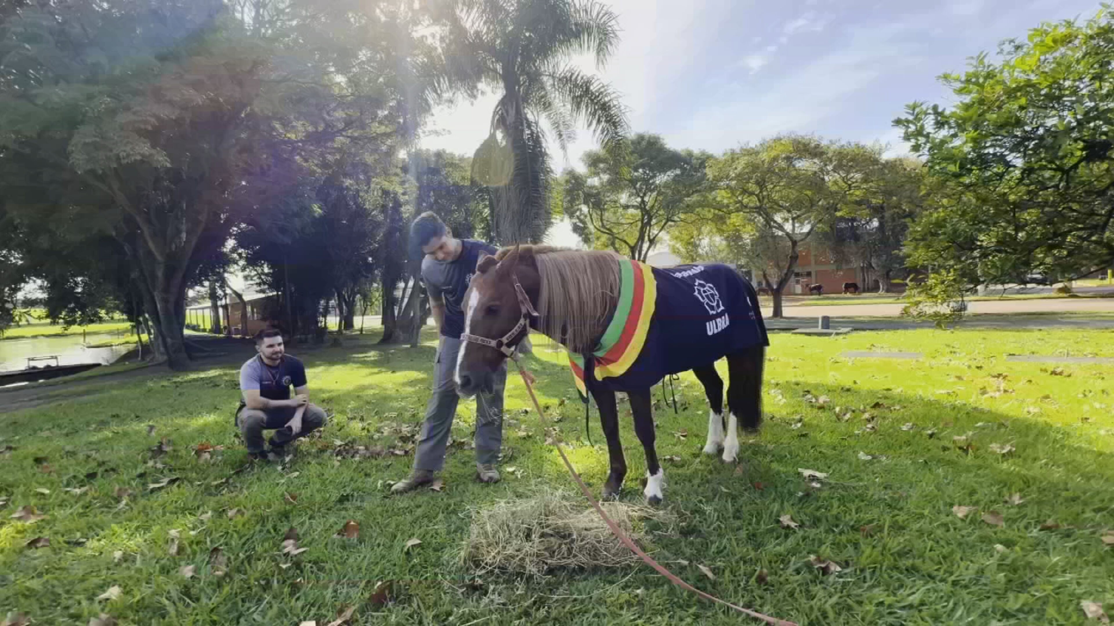 Equipe de Sorocaba reencontra cavalo Caramelo dois anos após resgate de telhado durante enchente no RS 