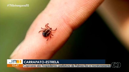 Saiba os perigos do carrapato-estrela