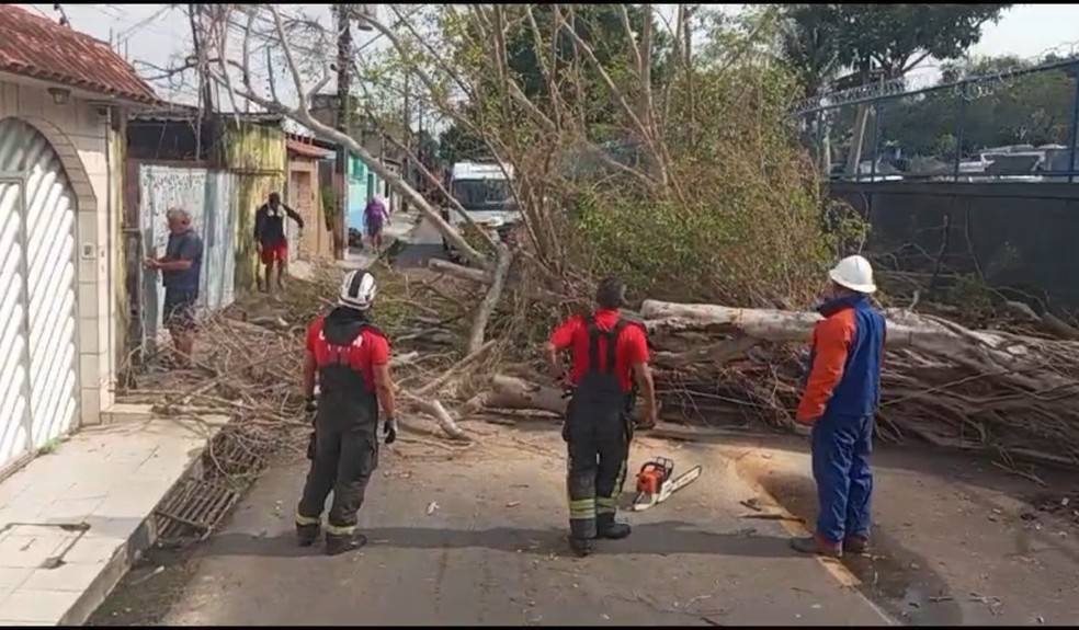 Forte vento e chuva causa queda de árvores e falta de energia em Manaus durante madrugada. — Foto: Reprodução