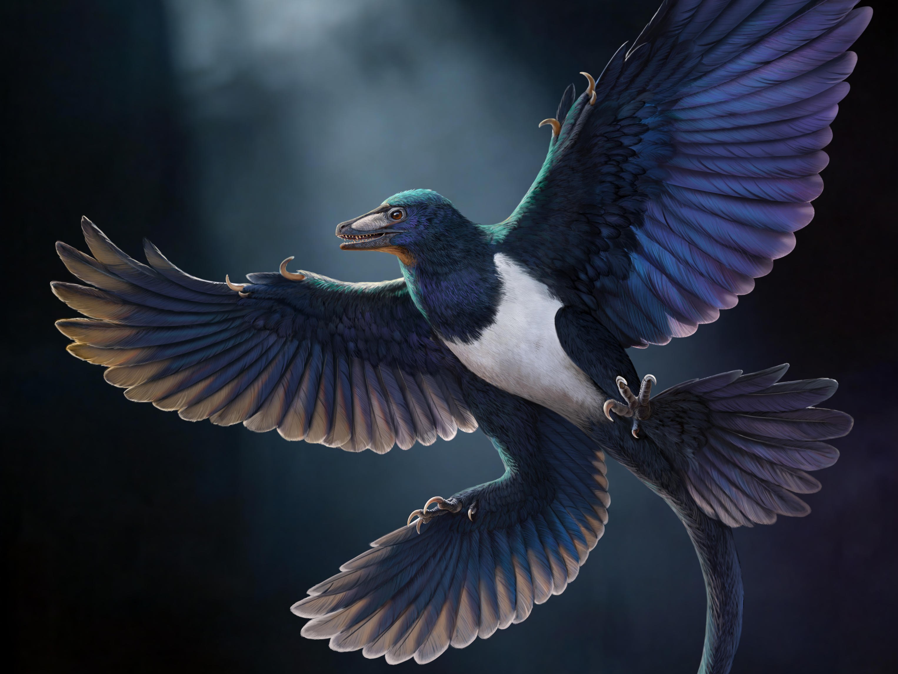 Novo dinossauro com penas é descoberto na China; descoberta traz pistas sobre evolução do voo