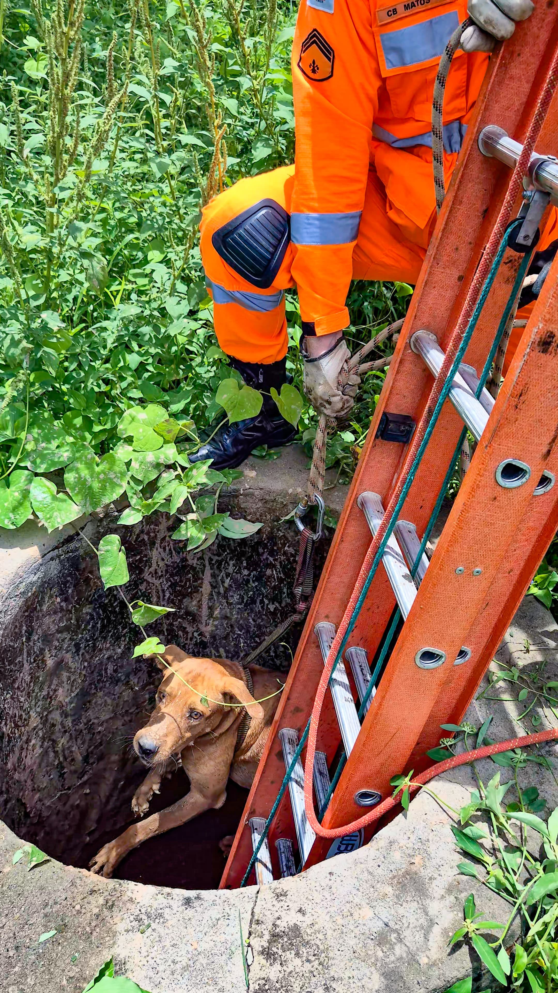 Cachorro cai em cisterna de mais de 3 metros de profundidade e é resgatado pelo Corpo de Bombeiros, em Lontra 