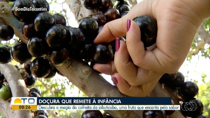 Período de jabuticaba: fruta encanta pelo sabor