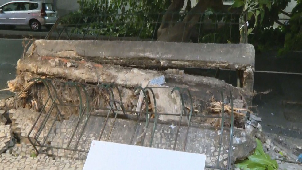 Queda de árvore em Copacabana danificou calçada — Foto: Reprodução/ TV Globo