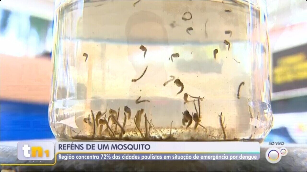 Noroeste de SP engloba mais de 70% das cidades do estado em situação de emergência por causa da dengue, aponta Saúde