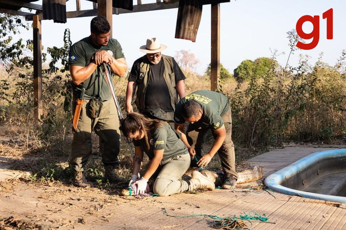 Inscrições abertas: veja como se tornar voluntário para resgate e manejo de animais silvestres em MT