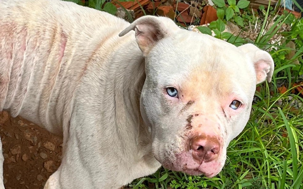 Cão da raça pitbull é resgatado em situação de maus-tratos em Guaxupé, MG — Foto: Polícia Civil