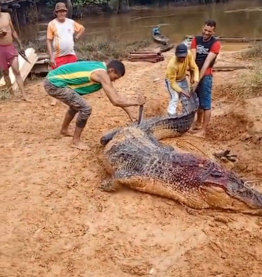 VÍDEO: Populares são flagrados matando jacaré-açu às margens de rio no interior do AC