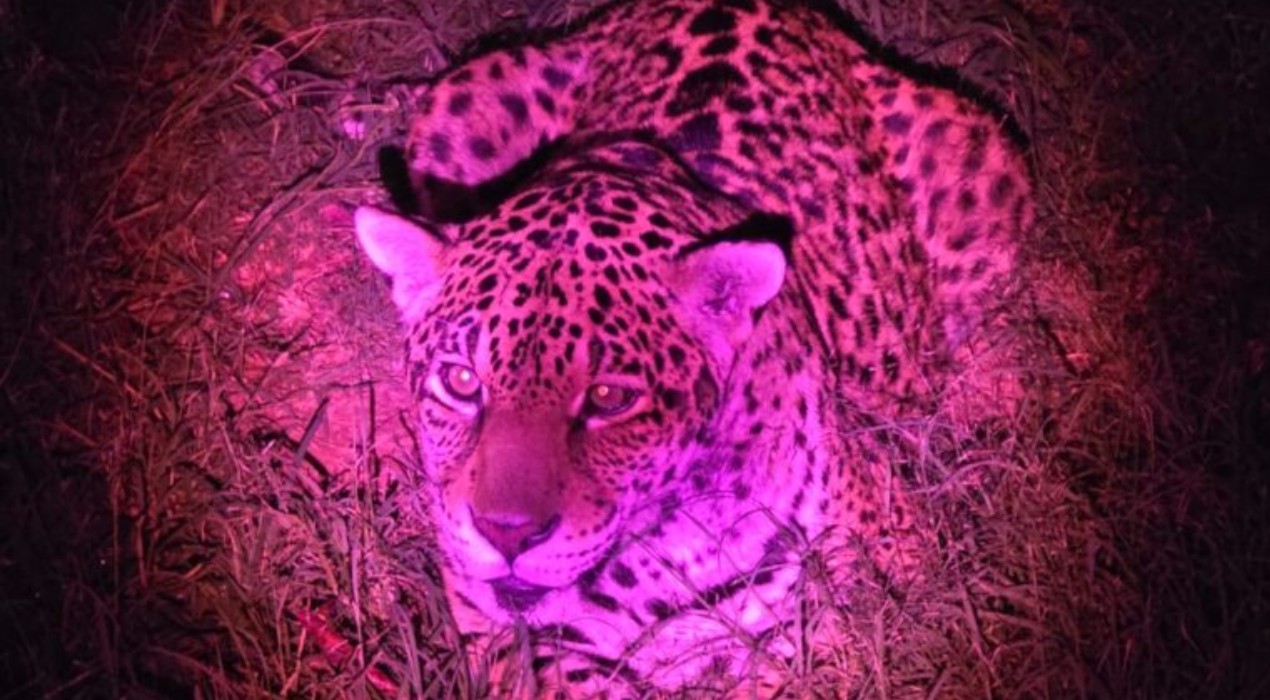 Com vagas limitadas, prefeitura abre inscrições para visitas noturnas no zoológico de Sorocaba 