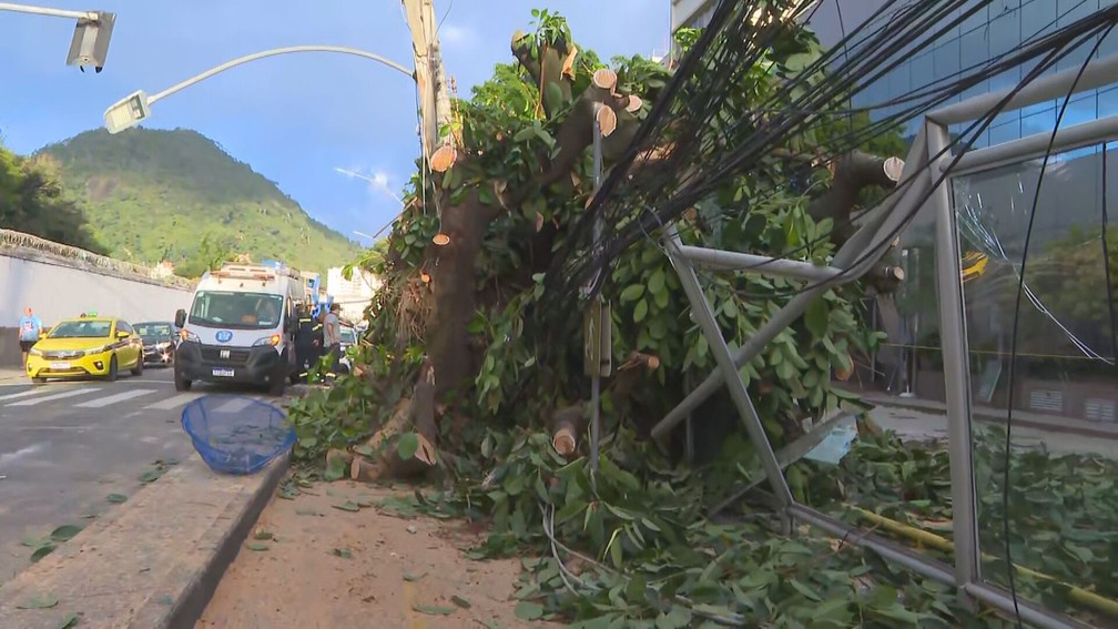 Funcionários da Comlurb retiram árvore que caiu na Rua General Polidoro, em Botafogo — Foto: Reprodução/TV Globo
