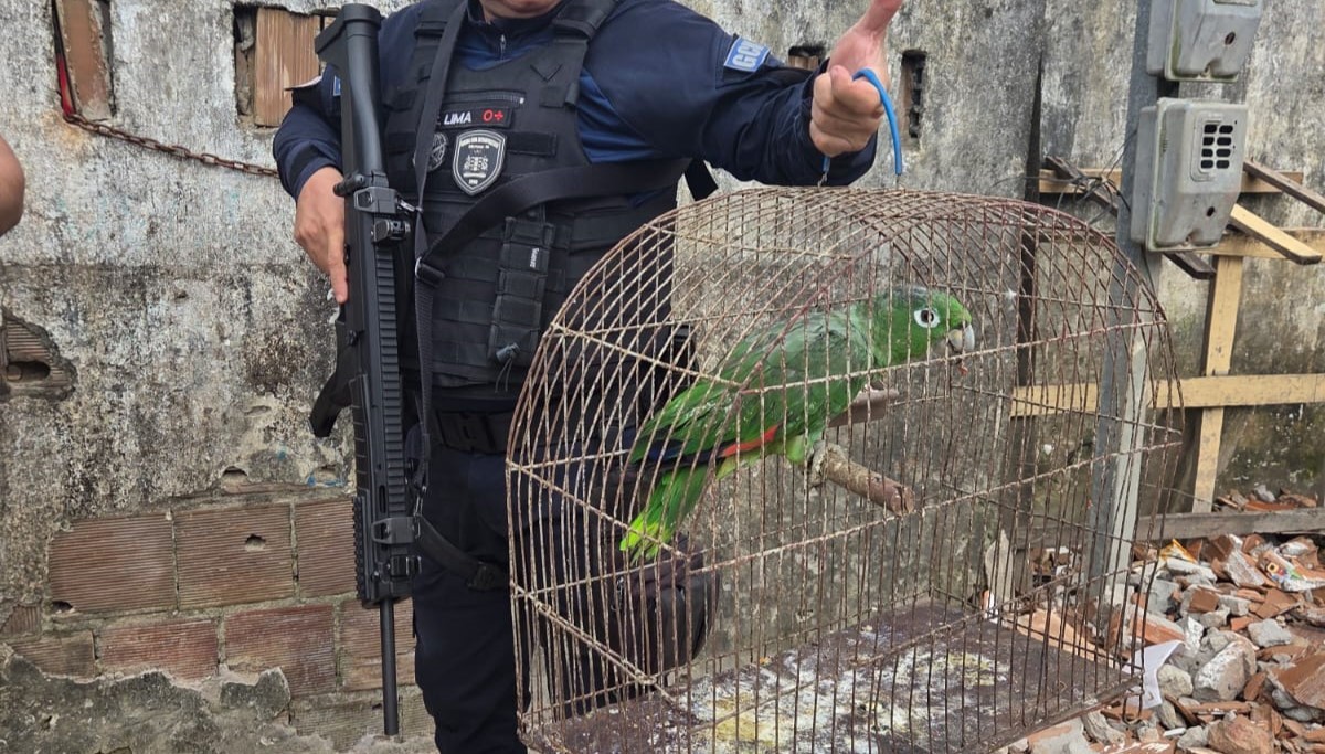 Papagaio furtado do zoológico da Bica é encontrado em comunidade de João Pessoa