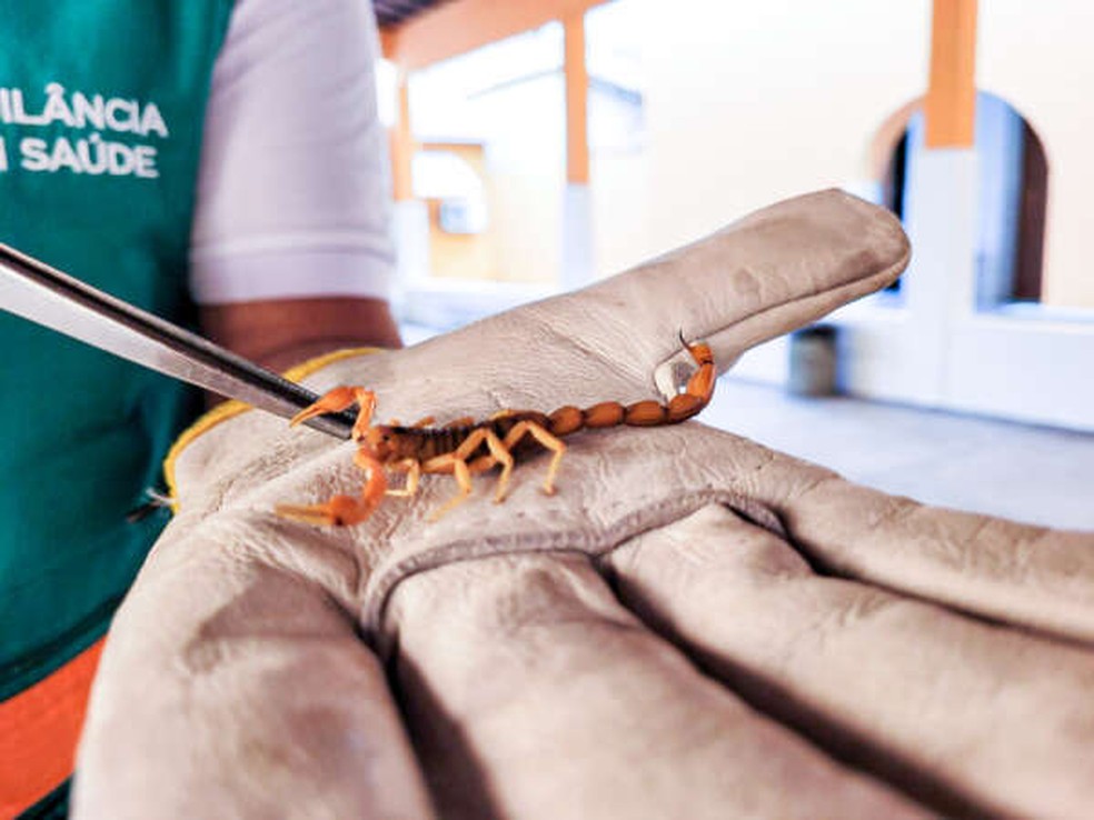 Ceará tem 749 acidentes com escorpiões em 2025. — Foto: Sesa/Reprodução