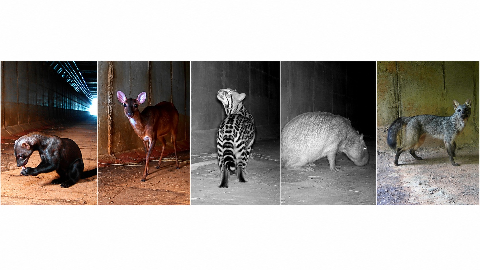 De jaguatirica a tamanduá: passarela subterrânea reduz em 83% atropelamentos de animais perto do aeroporto de BH; VÍDEO