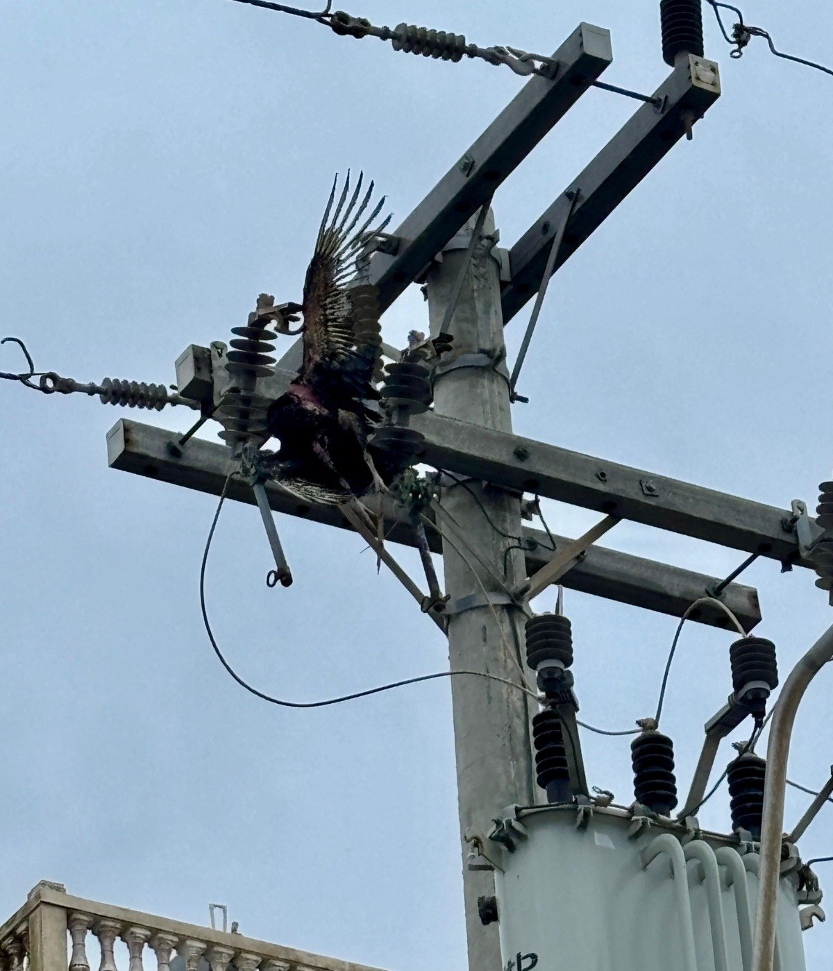 Urubu provoca curto-circuito e Defesa Civil isola área da Prainha, em Arraial do Cabo