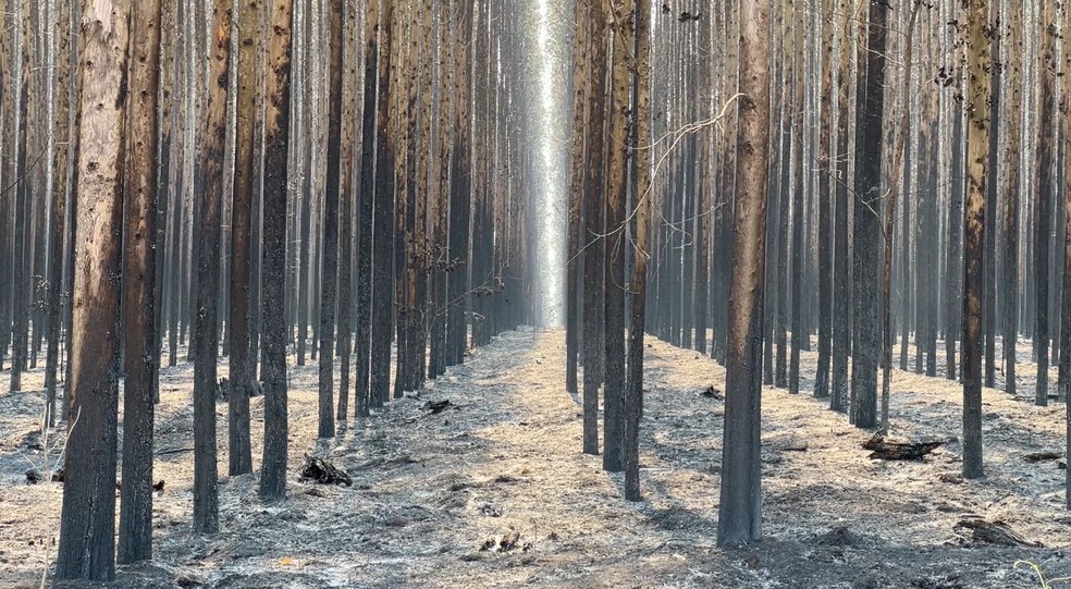 Incêndio atinge plantação de eucaliptos às margens da SP-300 em Anhembi — Foto: Adriano Baracho/TV TEM