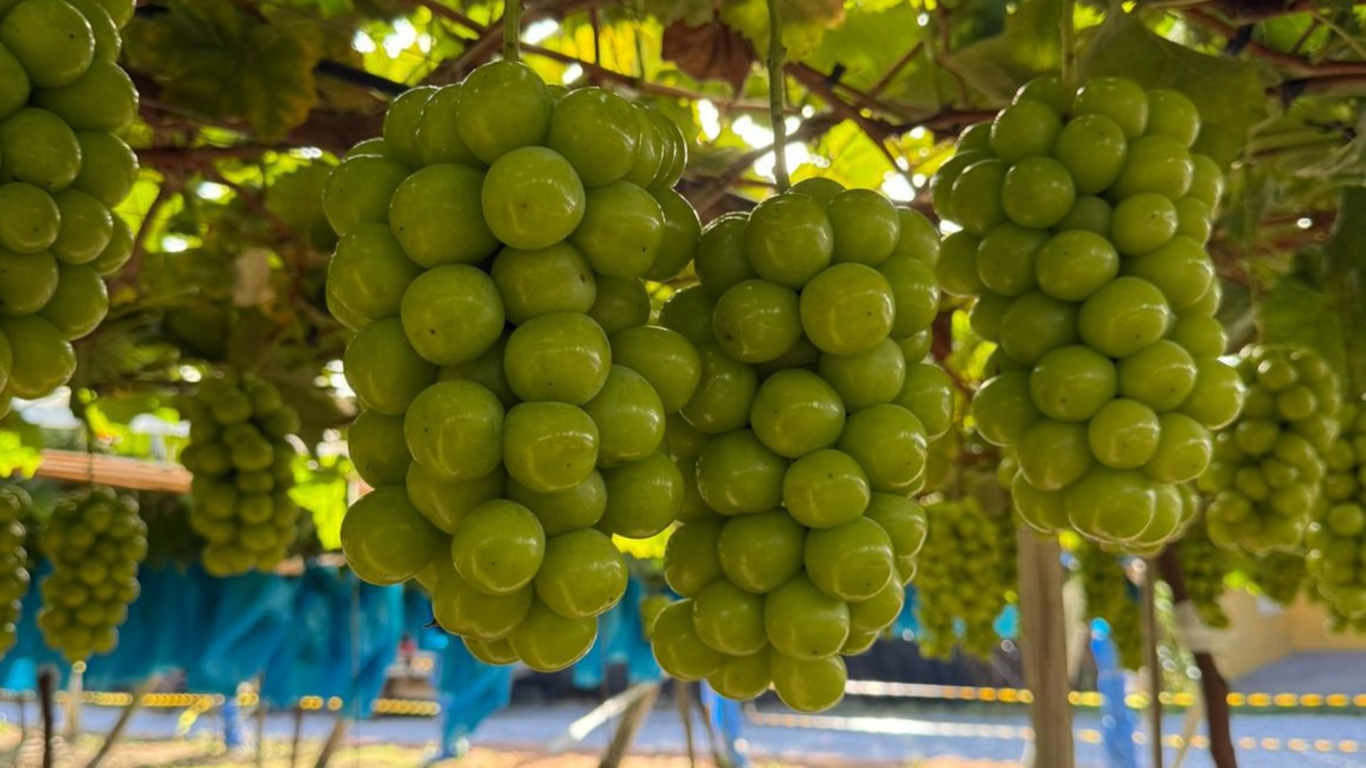 Mais doce que cana-de-açúcar: conheça a uva pilar moscato, variedade gourmet do interior de SP que já custou R$ 200 o quilo