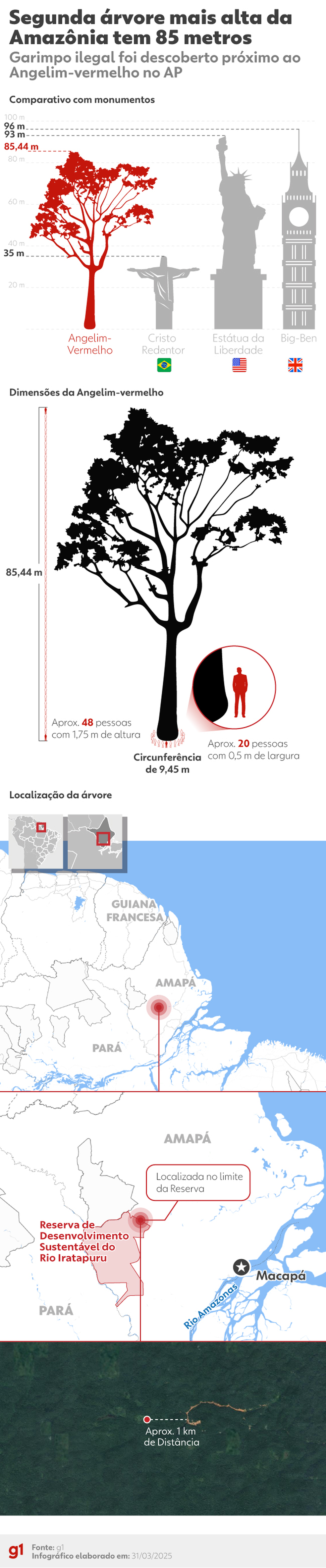 Infográfico árvore gigante no Amapá - garimpo ilegal a 1 km da segunda árvore mais alta da Amazônia, de 85 metros de altura — Foto: Arte g1