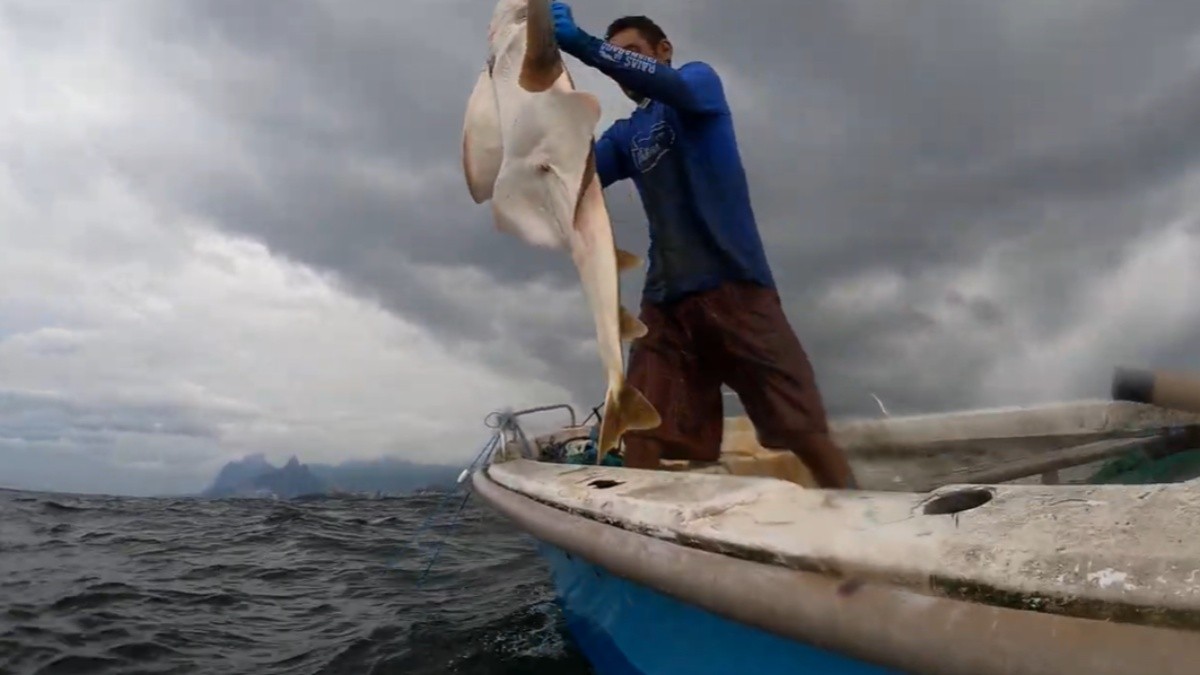 Tubarão raro é encontrado por pescador na Baía de Guanabara e devolvido apara o mar; vídeo