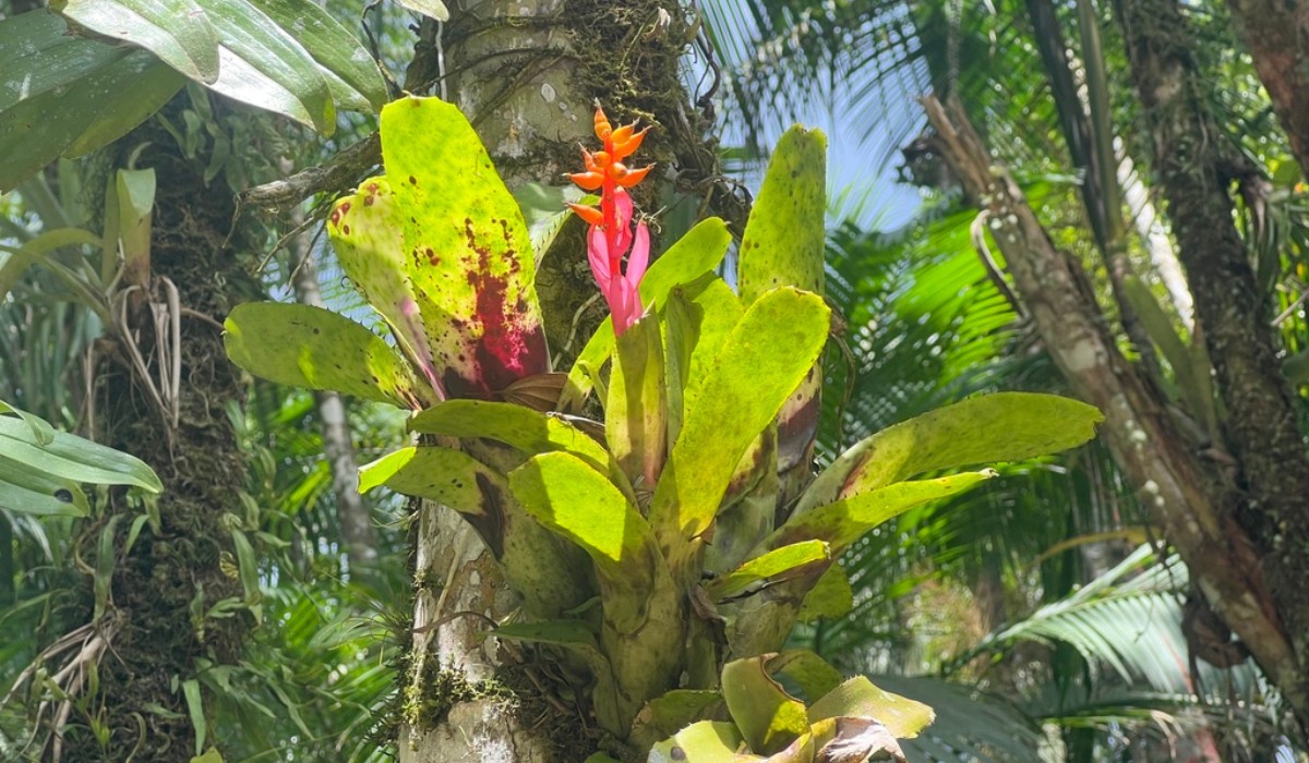 'Regadores naturais': Estudo revela papel oculto das bromélias para fertilização de florestas