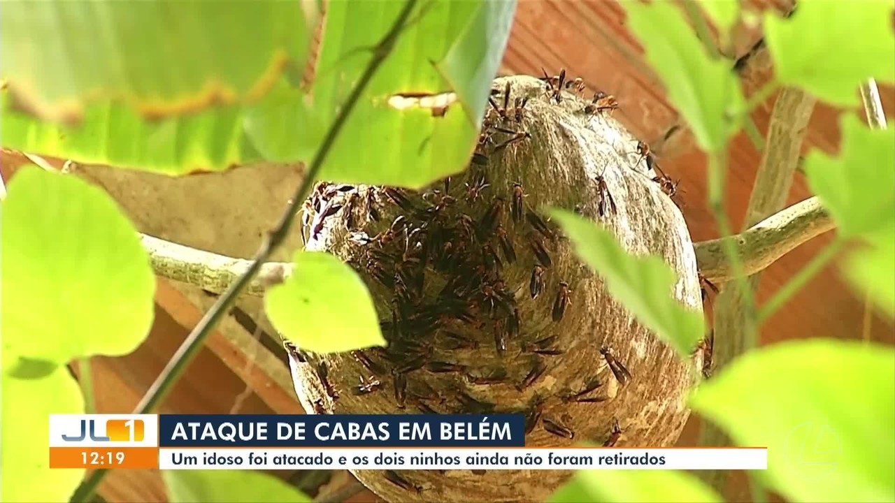 Idoso é atacado por enxame de vespas dentro de casa, em Belém