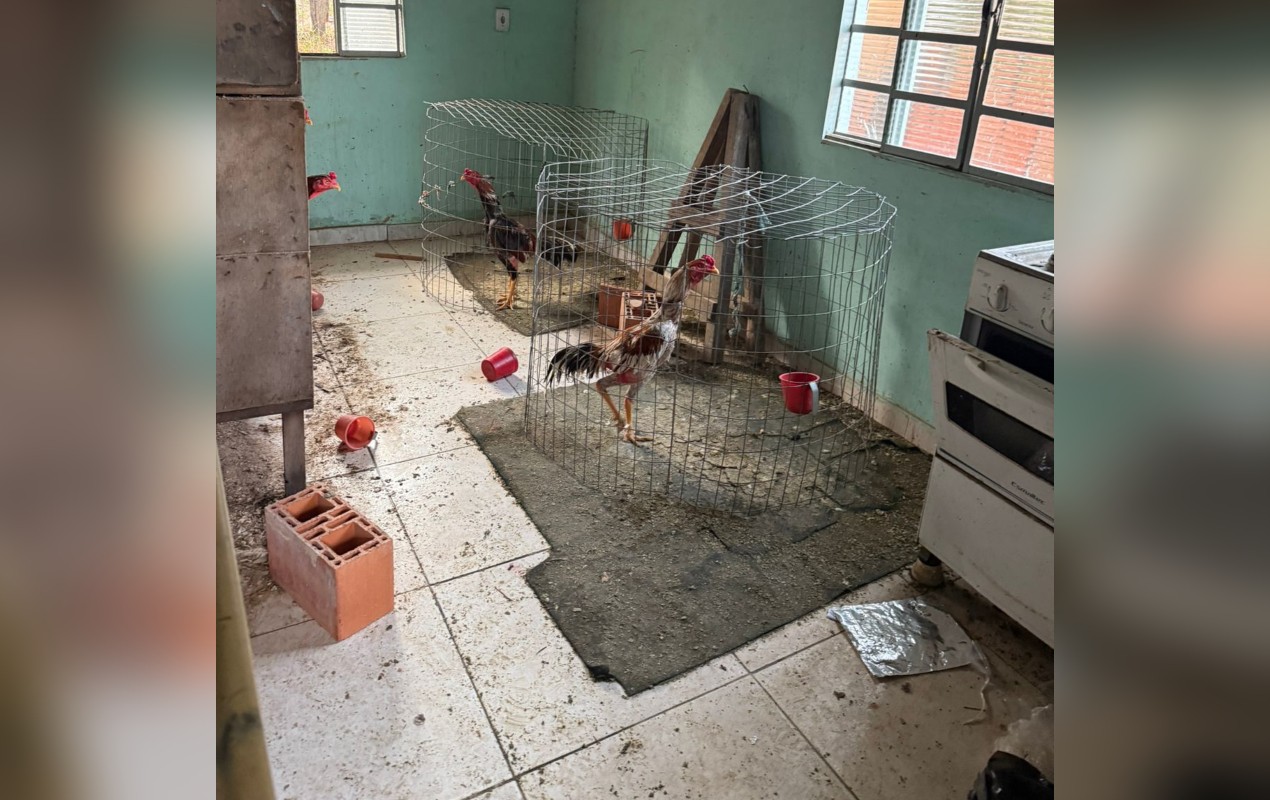 Polícia apreende drogas e resgata animais usados em rinha de galo em Itupeva