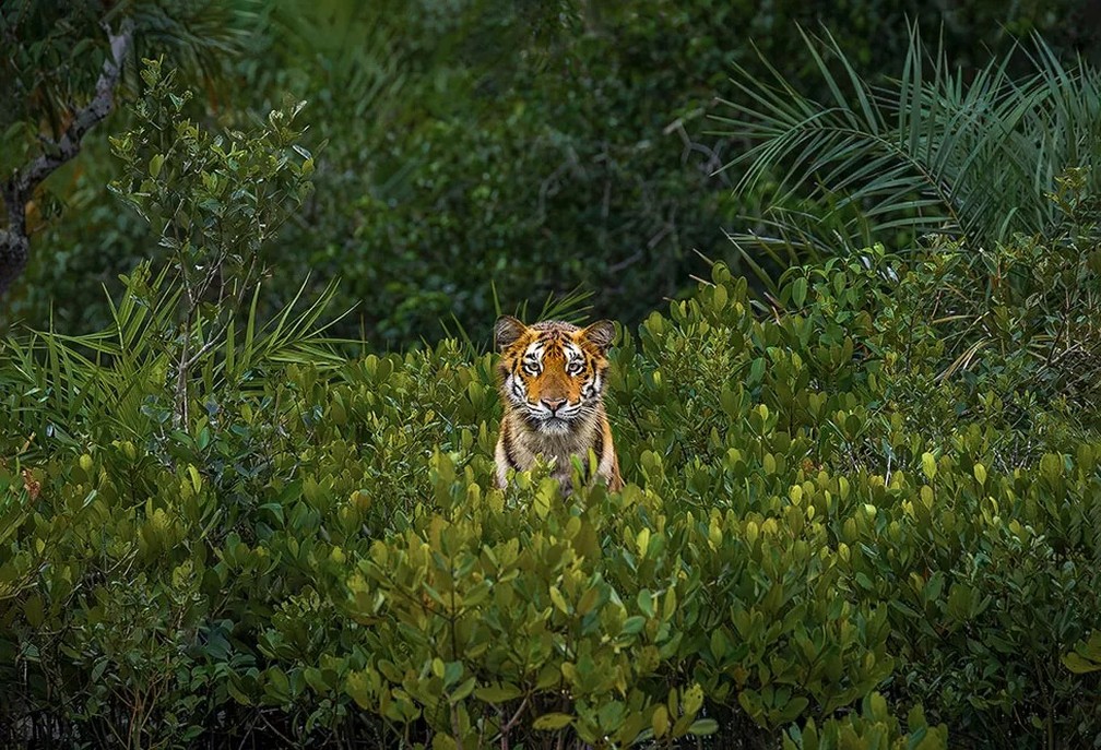 Tigresa ameaçada de extinção na Reserva da Biosfera de Sundarbans, na Índia — Foto: Soham Bhattacharyya/Mangrove Photography Awards