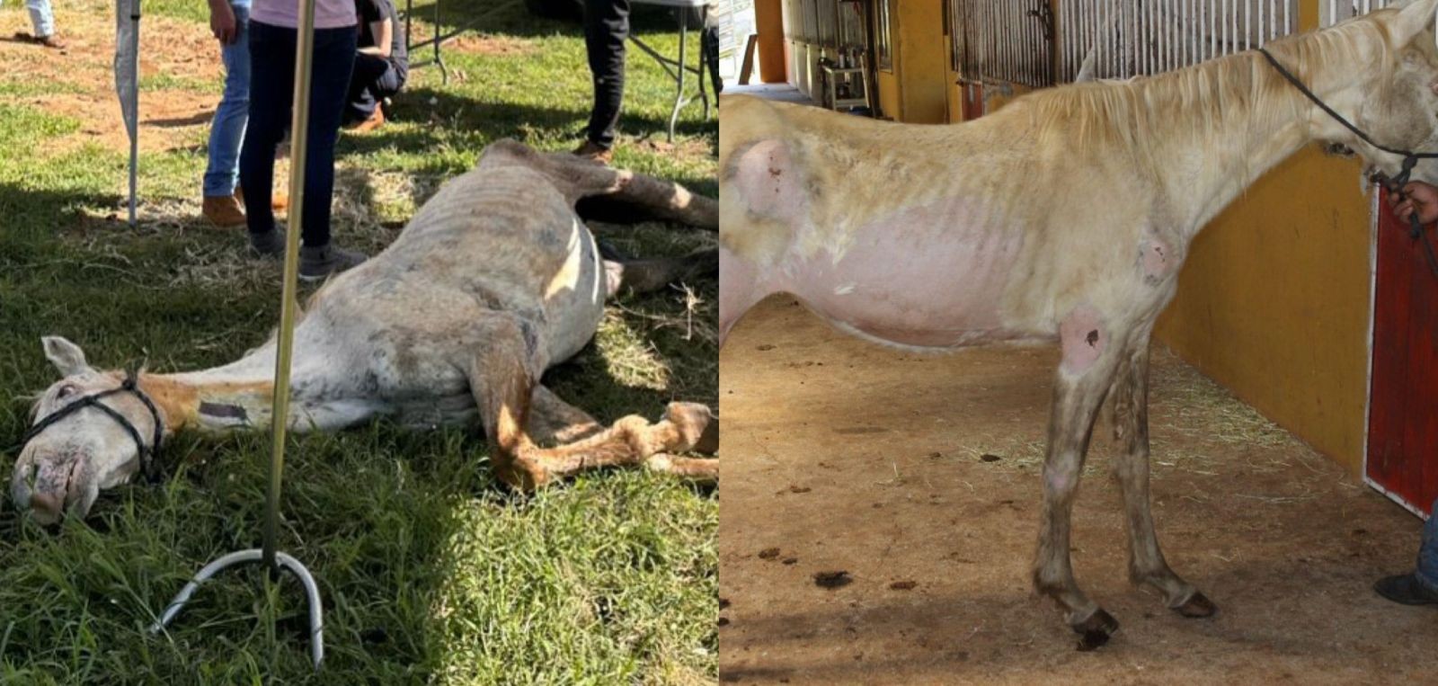 Cavalos são resgatados desnutridos e entre ossadas após denúncia de maus-tratos e abandono em SC