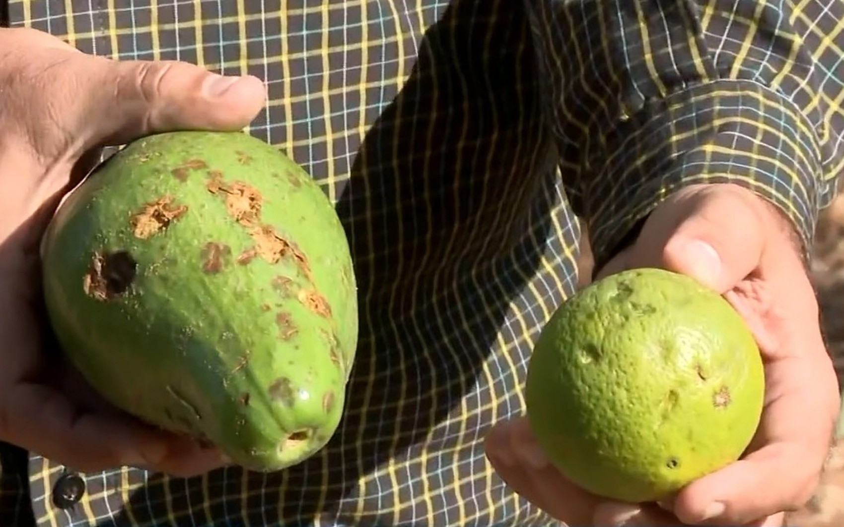 Cinco famílias ficam desalojadas e agricultores perdem produção após temporal em Minduri, MG