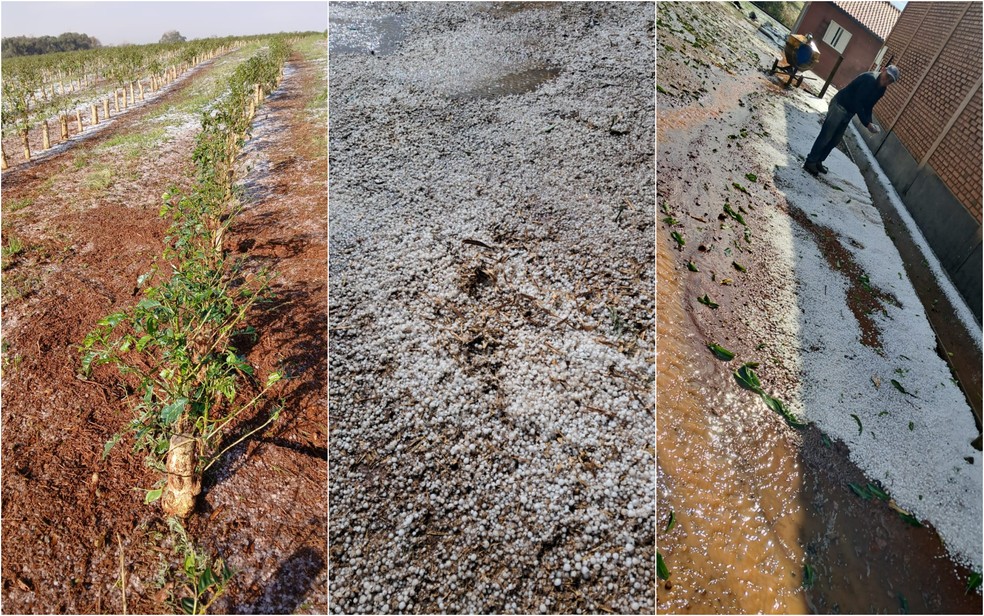 Dezenas de lavouras de café são atingidas por granizo durante a colheita em Monte Santo de Minas, MG — Foto: Defesa Civil