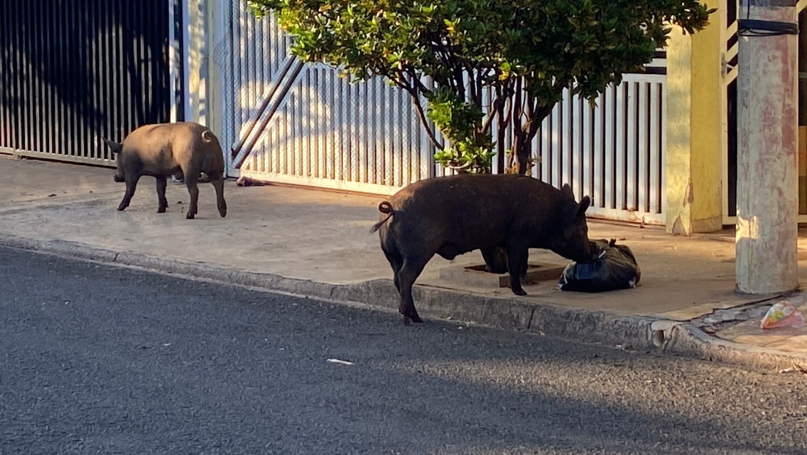 VÍDEO: porcos circulam por avenida de Piracicaba, reviram lixos nas calçadas e chamam atenção 
