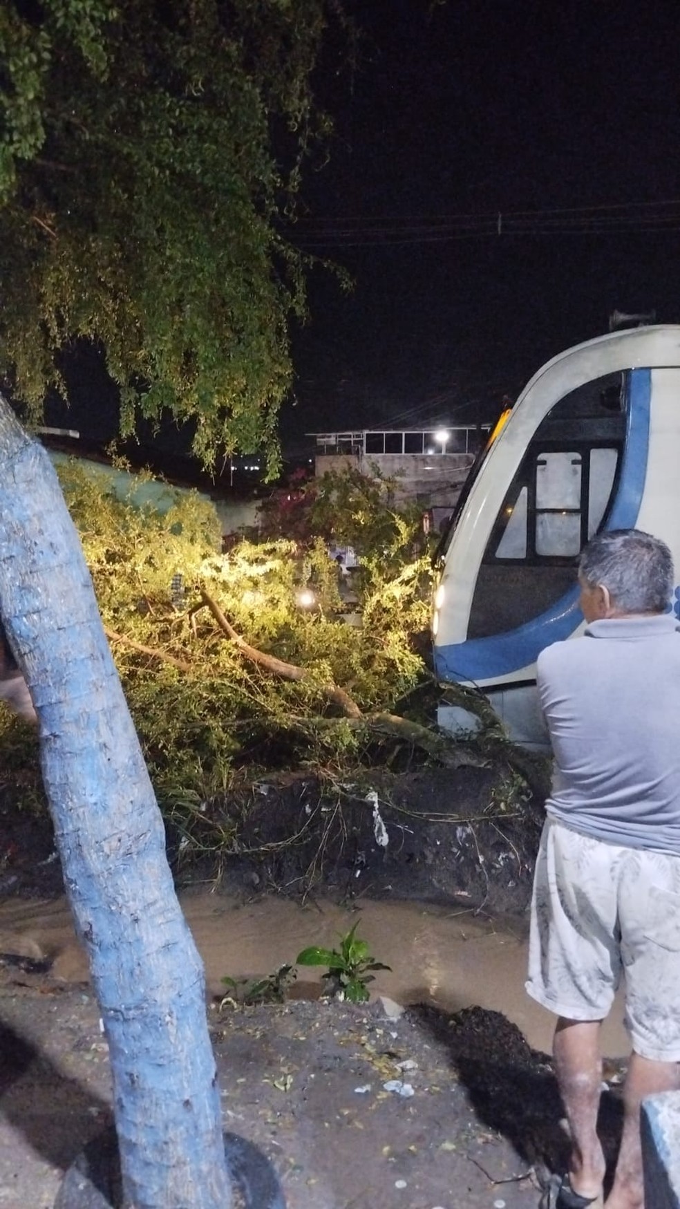 Árvore caiu após fortes chuvas na linha do trem, em Santa Rita, na Paraíba — Foto: TV Cabo Branco