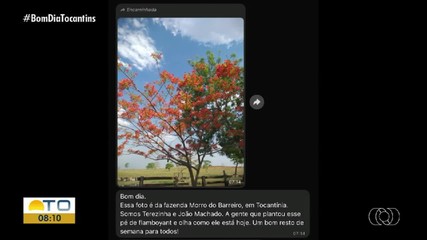 Telespectadores compartilham foto exibindo pé flamboyant que plantaram em fazenda