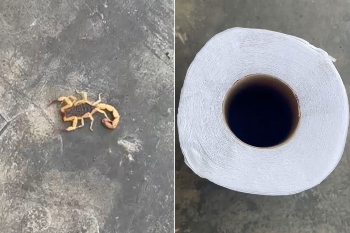 Casal é surpreendido pelo escorpião mais perigoso do Brasil em rolo de papel higiênico; VÍDEO